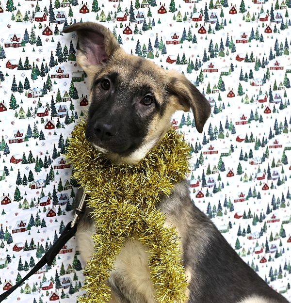 Гуля Щенятник